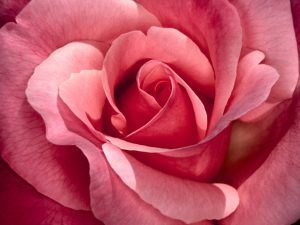 84935d1320212750-rose-rose-picture